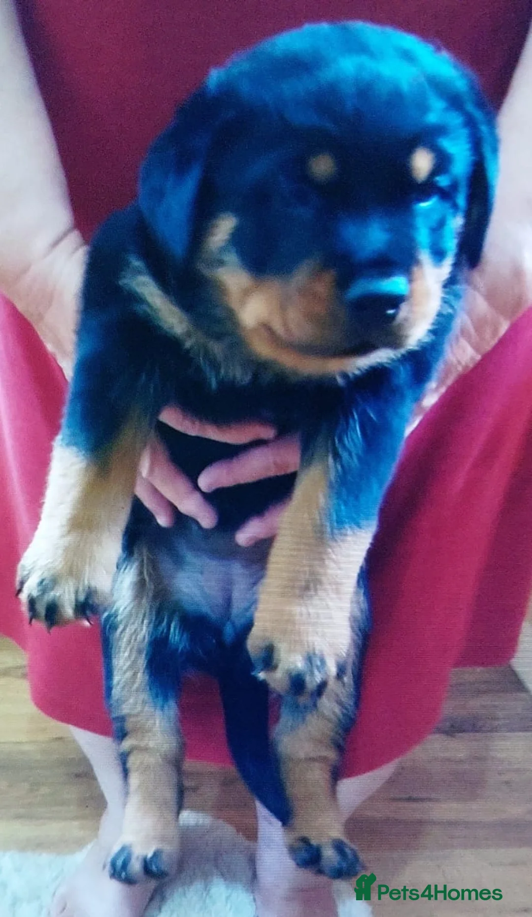 Rottweiler dogs for stud: proven rottweiler stud in Barnsley - Advert 13