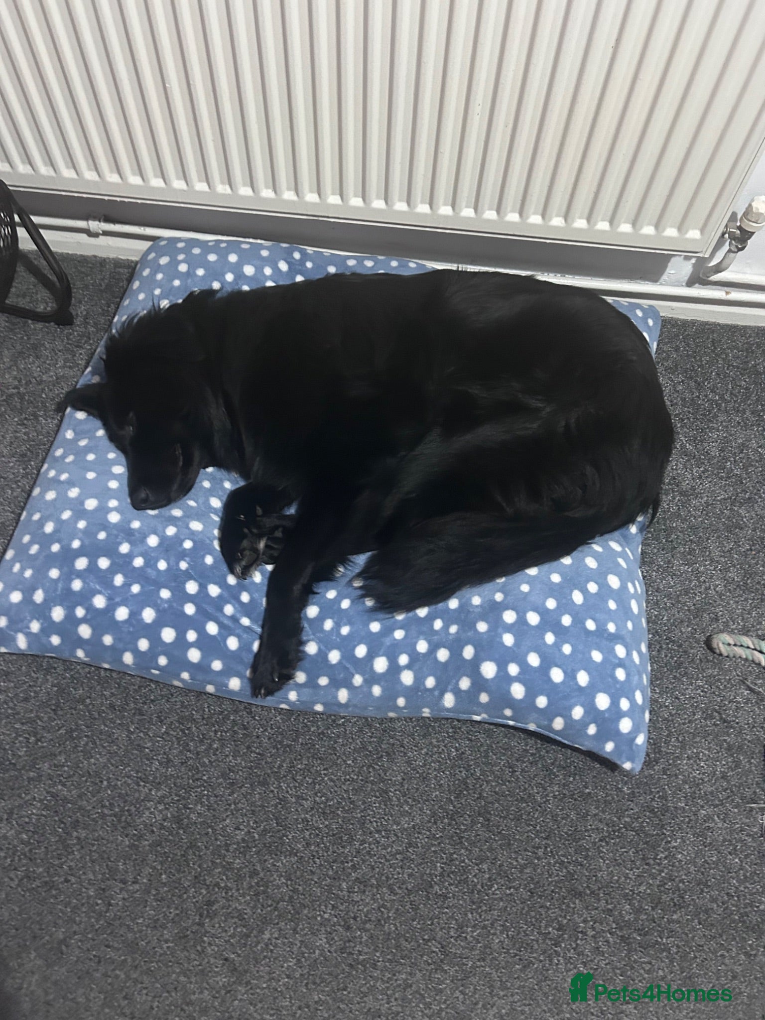 Mixed Breed dogs Looking for a new home please read description  - Advert 1