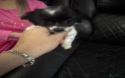 Chihuahua dogs for sale: Long haired chihuahua’s - Advert 5