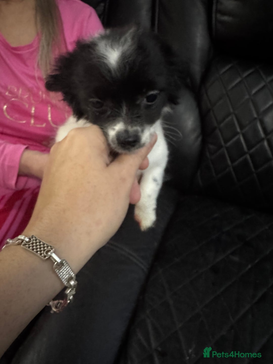 Chihuahua dogs for sale: Long haired chihuahua’s - Advert 5