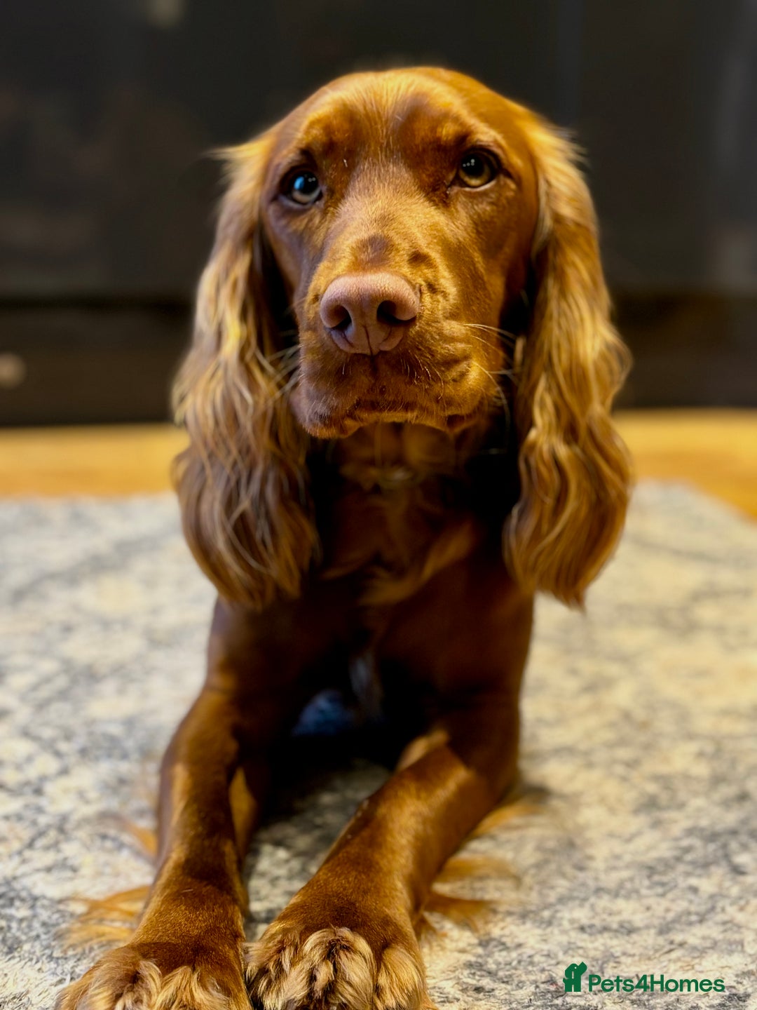 Cocker Spaniel dogs for sale: Cocker spaniel - Advert 6