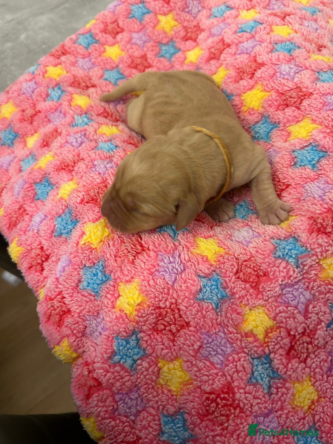 Labrador Retriever dogs for sale: Beautiful pedigree golden Labradors  - Image 13