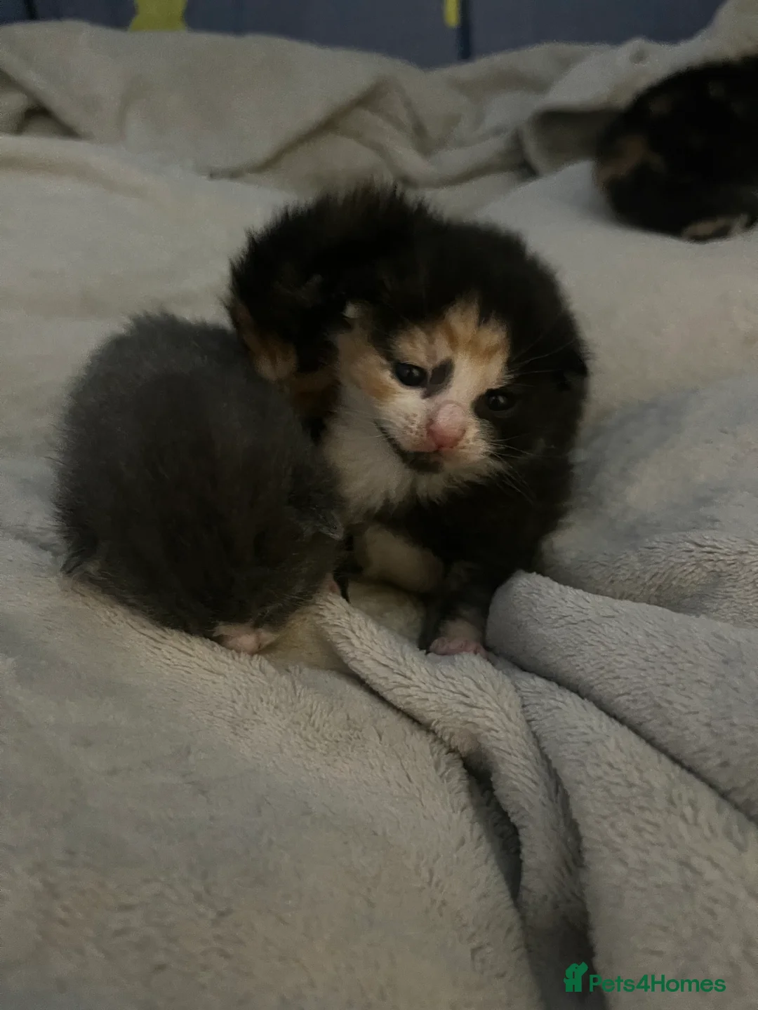 Russian Blue cats for sale: russian blue x domestic shorthair  - Advert 15