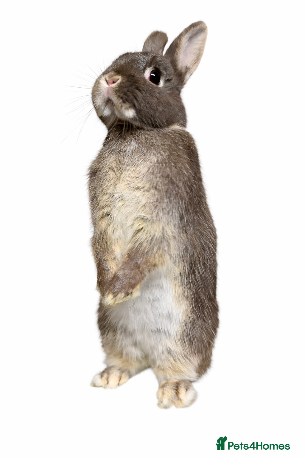 Netherland Dwarf rabbits Nearly 1 year old netherland dwarf  - Advert 19