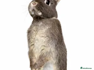 Netherland Dwarf rabbits Nearly 1 year old netherland dwarf - Advert 19