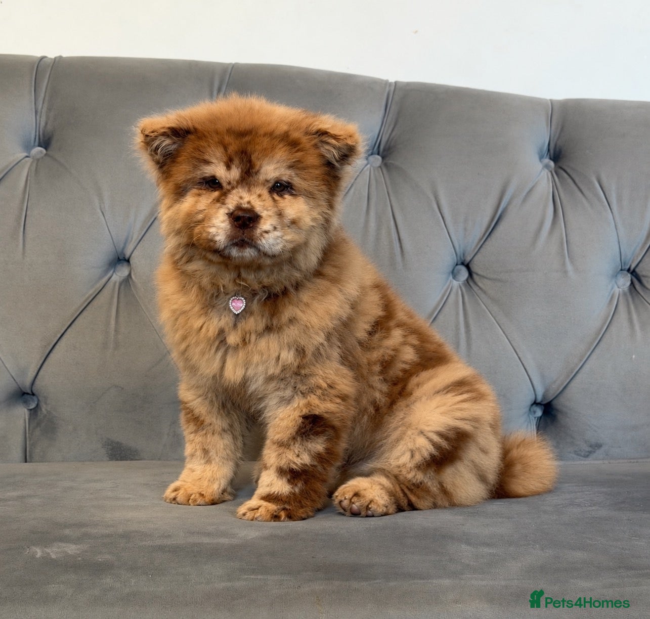 Chow Chow dogs for sale: Stunning exotic colour chowski puppies for sale  - Advert 2
