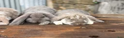French Lop rabbits for sale: Stunning XL French lops  - Advert 3
