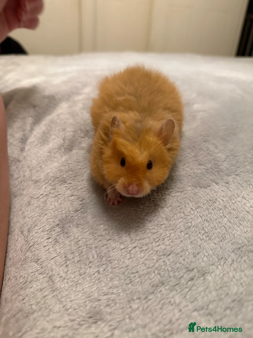 Hamster rodents for sale: Long Haired Pedigree Rex Syrian Hamster Female  - Advert 4