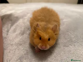 Hamster rodents Long Haired Pedigree Rex Syrian Hamster Female - Advert 1