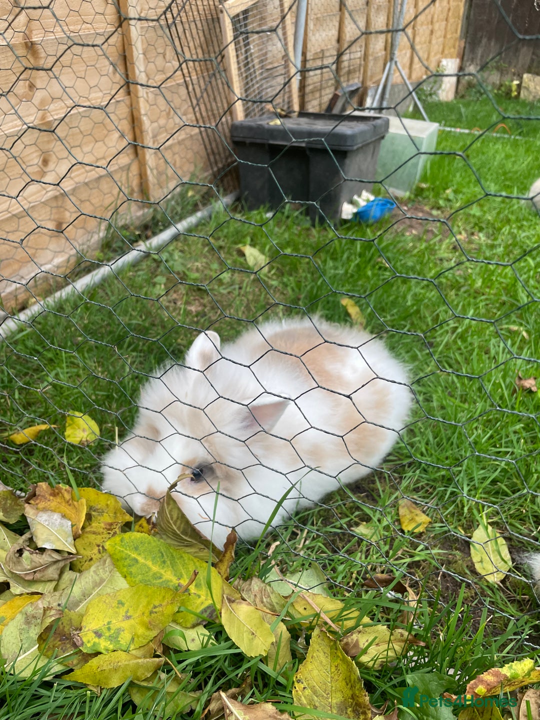 Lionhead rabbits for sale: Lion head doe - Advert 5