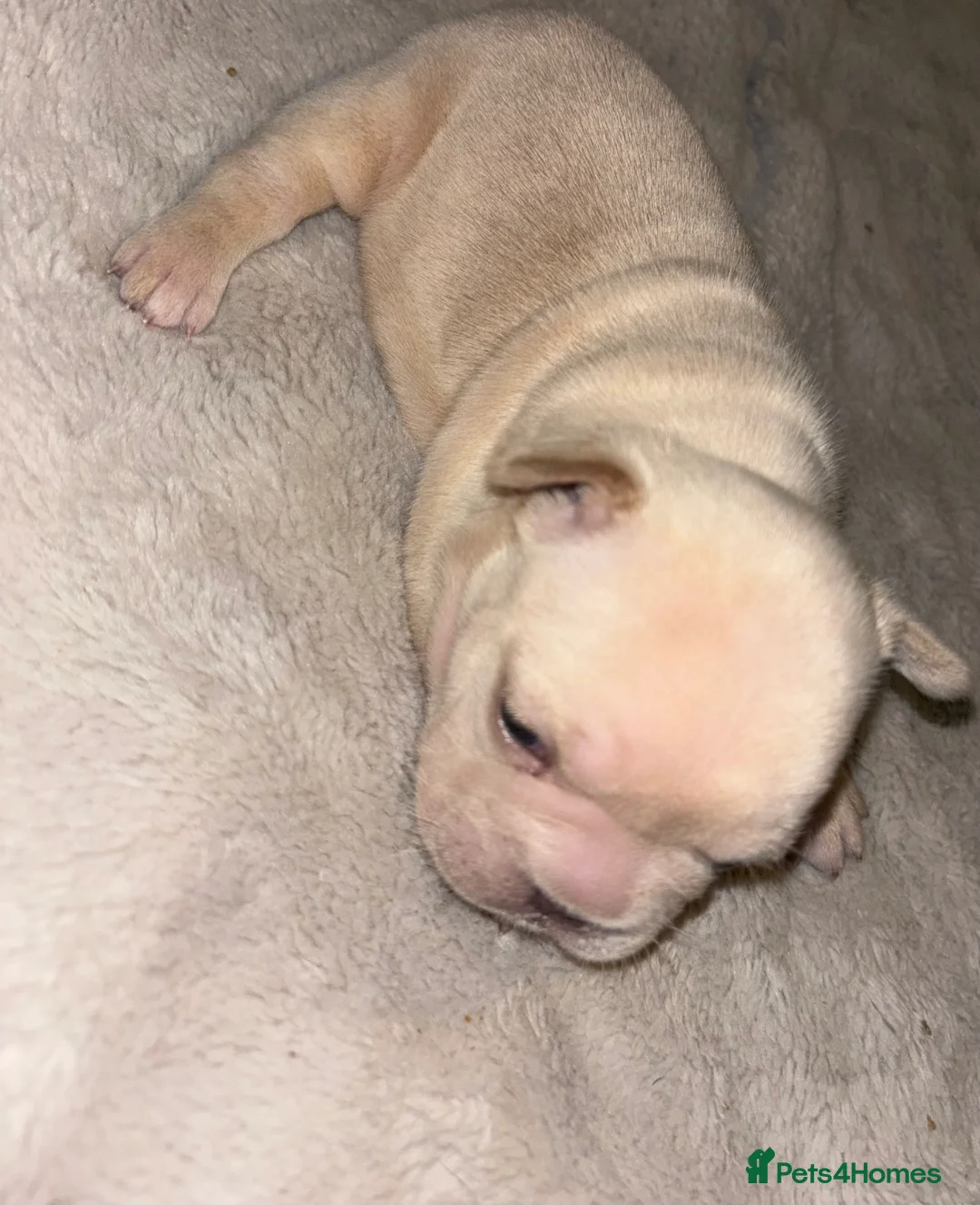 French Bulldog dogs for sale: French bulldog puppies  - Advert 21