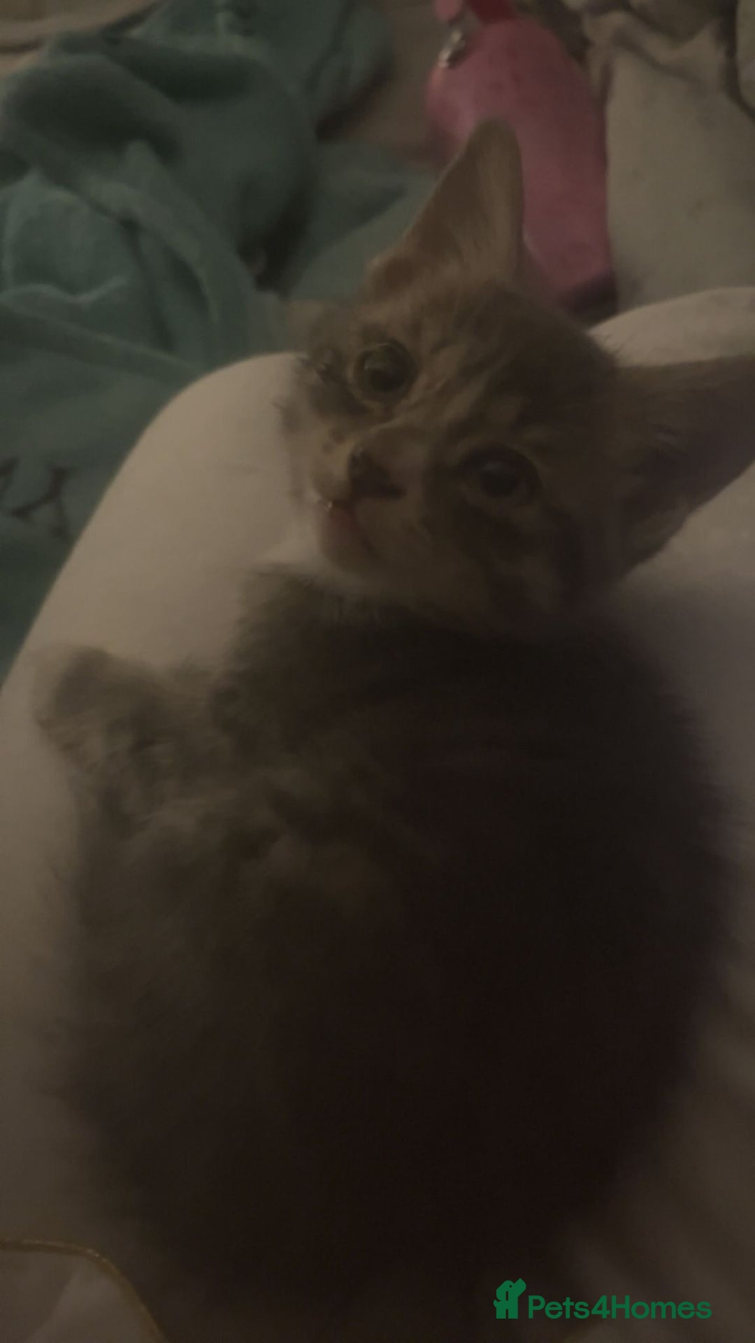 Mixed Breed cats for sale: Half ragdoll girl kittens ready now  - Image 27