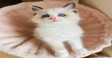Ragdoll cats - Advert 2