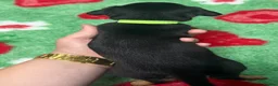 Jack Russell dogs for sale: Jack Russell’s - Advert 7