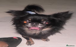 Chihuahua dogs for stud: Russian chihuahua stud - Image 3
