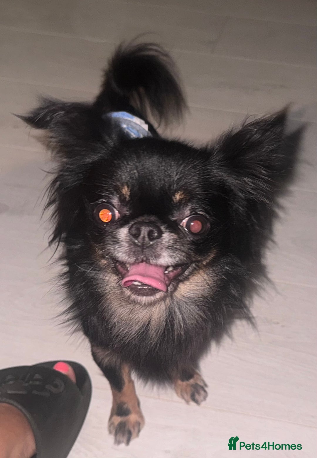 Chihuahua dogs for stud: Russian chihuahua stud - Image 3