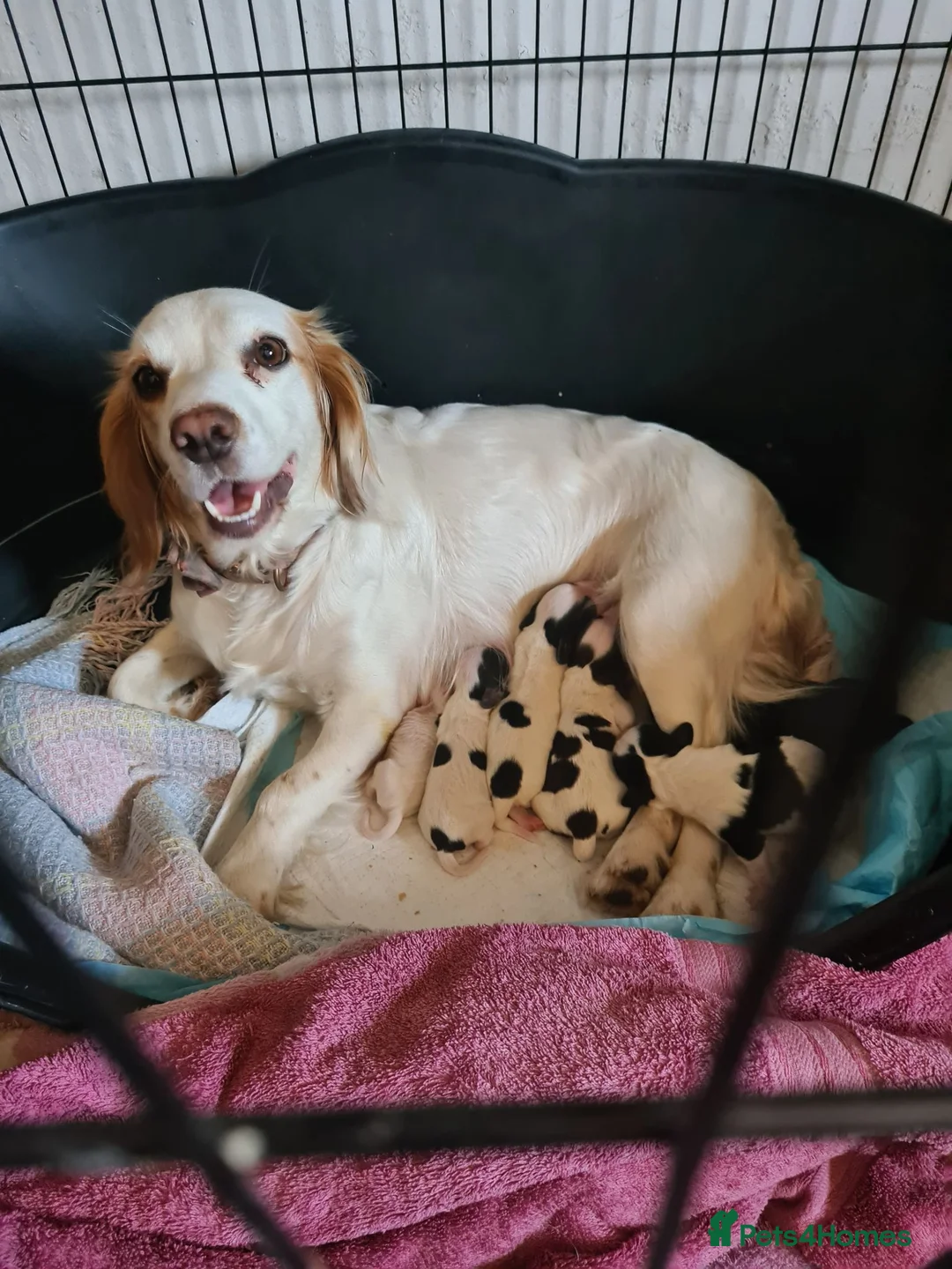 Cocker Spaniel dogs for sale: Cocker spaniel puppies due  - Advert 1