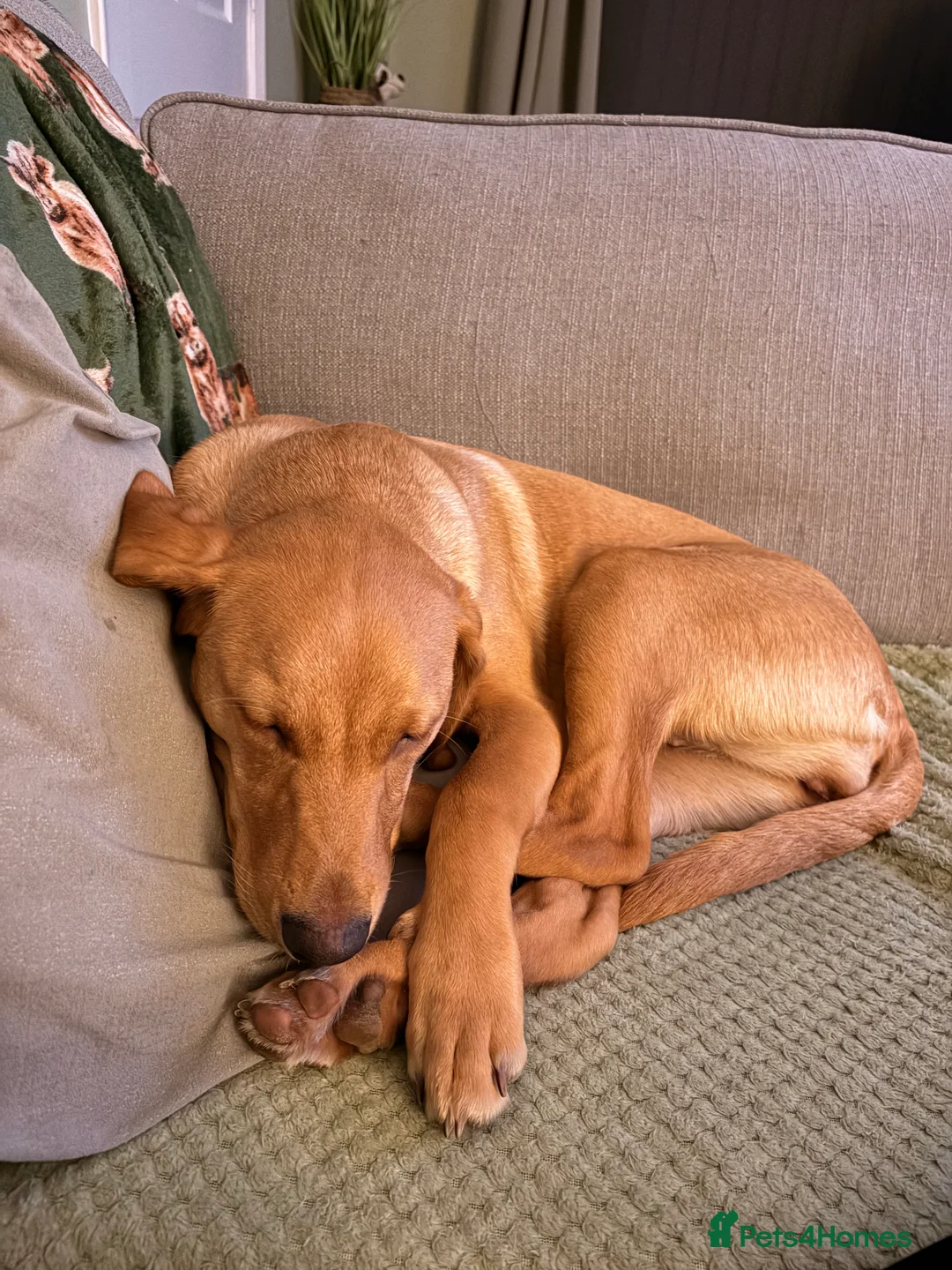 Labrador Retriever dogs for adoption: Red Fox Lab - 6 months old - Female - Advert 2