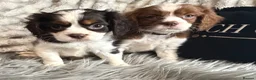 Cavalier King Charles Spaniel dogs for sale: KC REG EXCEPTIONAL EXTENSIVELY HEALTH TESTD PUPS  - Advert 6