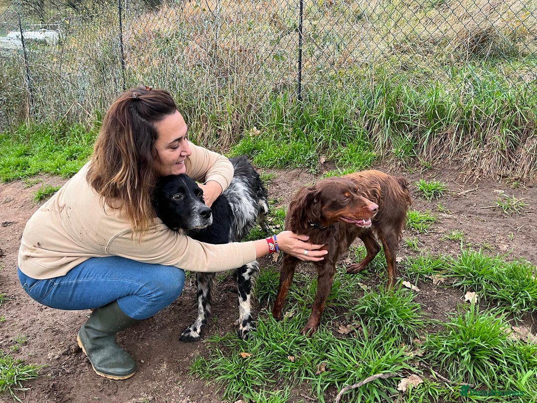 Brittany Spaniel dogs for adoption: Diana, a lovely young Brittany - Advert 8