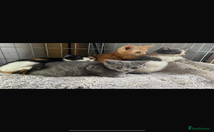 Mixed Breed cats - Advert 13