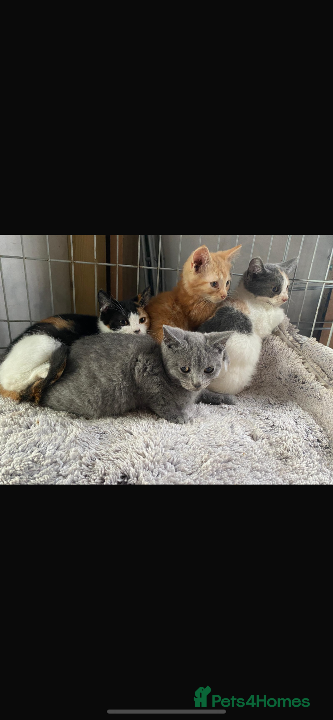 Mixed Breed cats for sale: Ragdoll cross kittens  - Image 1