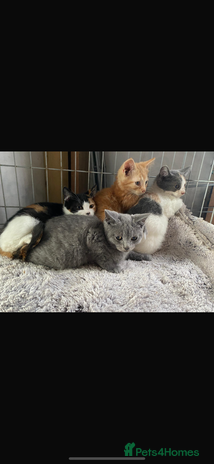 Mixed Breed cats - Advert 6