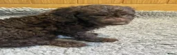 Labradoodle dogs for sale: F3 miniature labradoodle puppies reduced - Advert 20