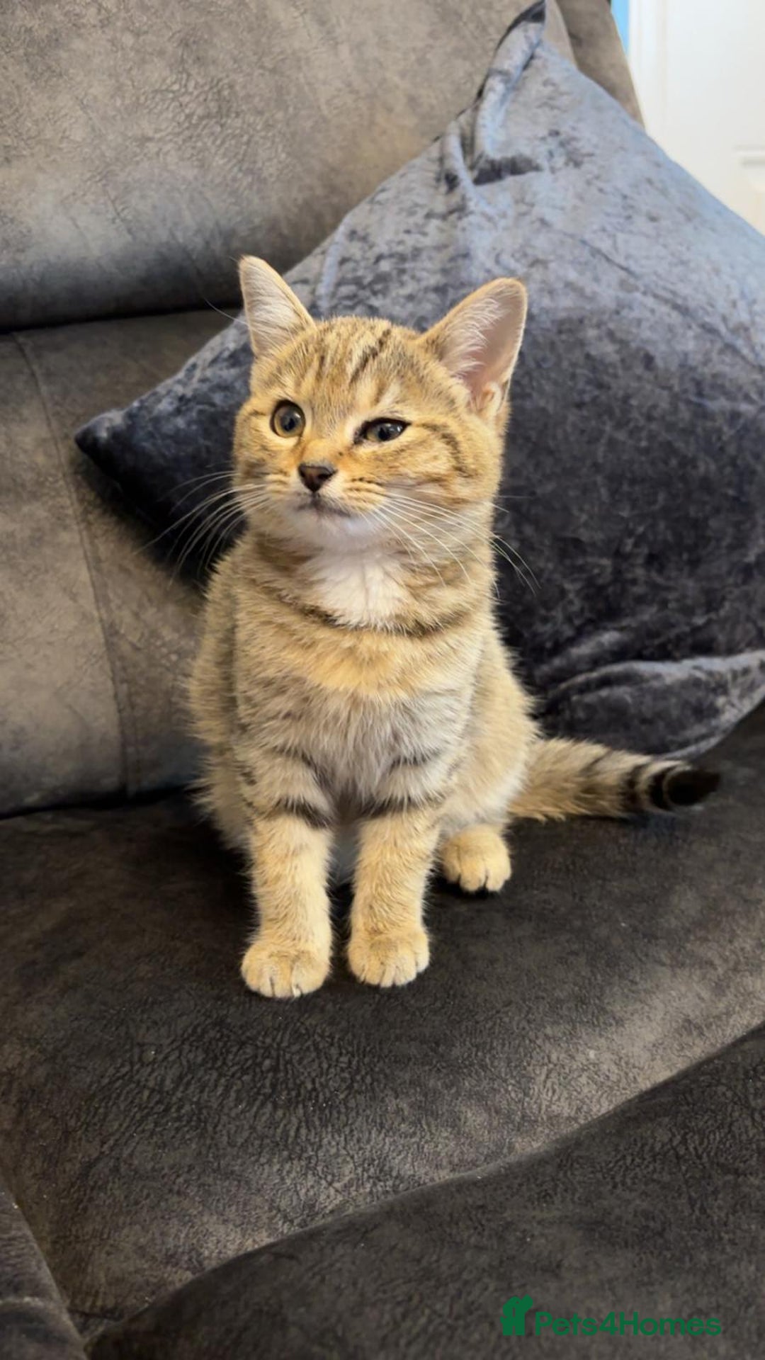 American Shorthair cats for sale: 3 Tabby kittens and 1 bombay kitten - Image 9
