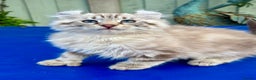 Keetso cats for sale: Stunning rare longhaired polydactyl curled eared  - Advert 19