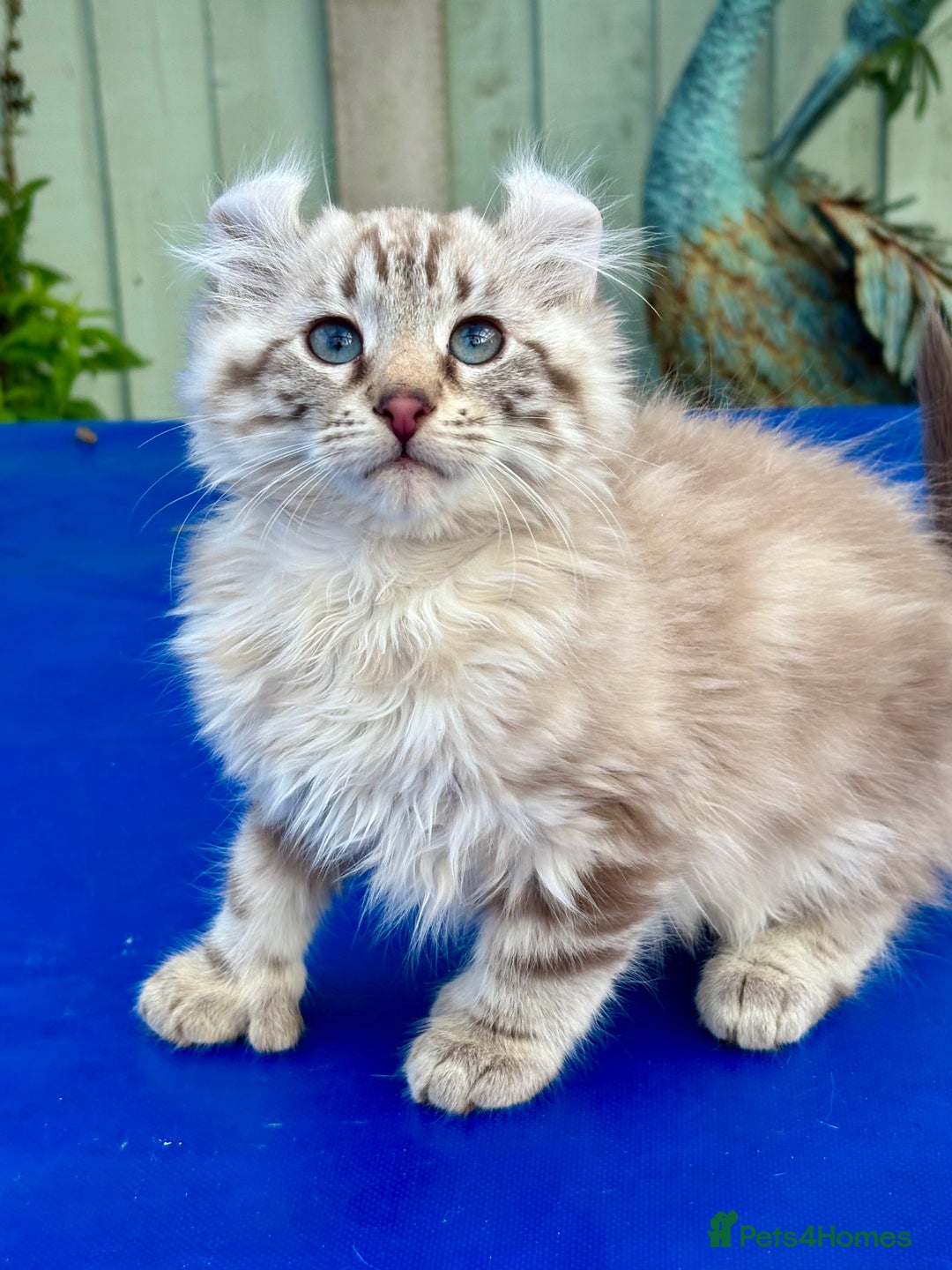 Keetso cats for sale: Stunning rare longhaired polydactyl curled eared  - Advert 19