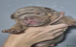 English Bulldog dogs for sale: Beautiful Litter Of New English Bulldog Puppies - Image 13