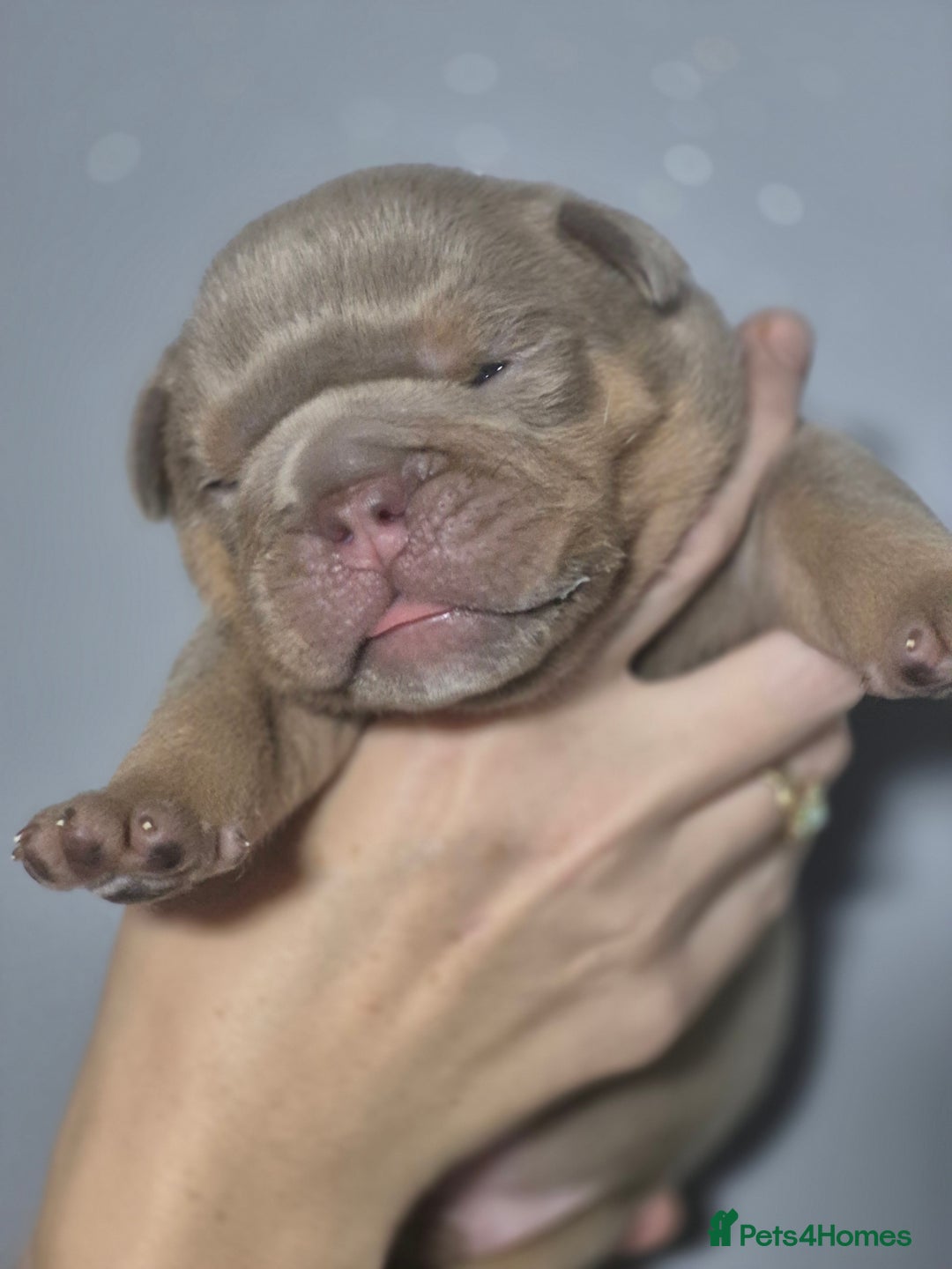 English Bulldog dogs for sale: Beautiful Litter Of New English Bulldog Puppies - Image 13