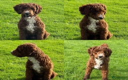 Double Doodle dogs for sale: Springfield Doodles  - Image 11