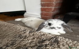 Mini Lop rabbits for sale: Female mini lop - Image 4