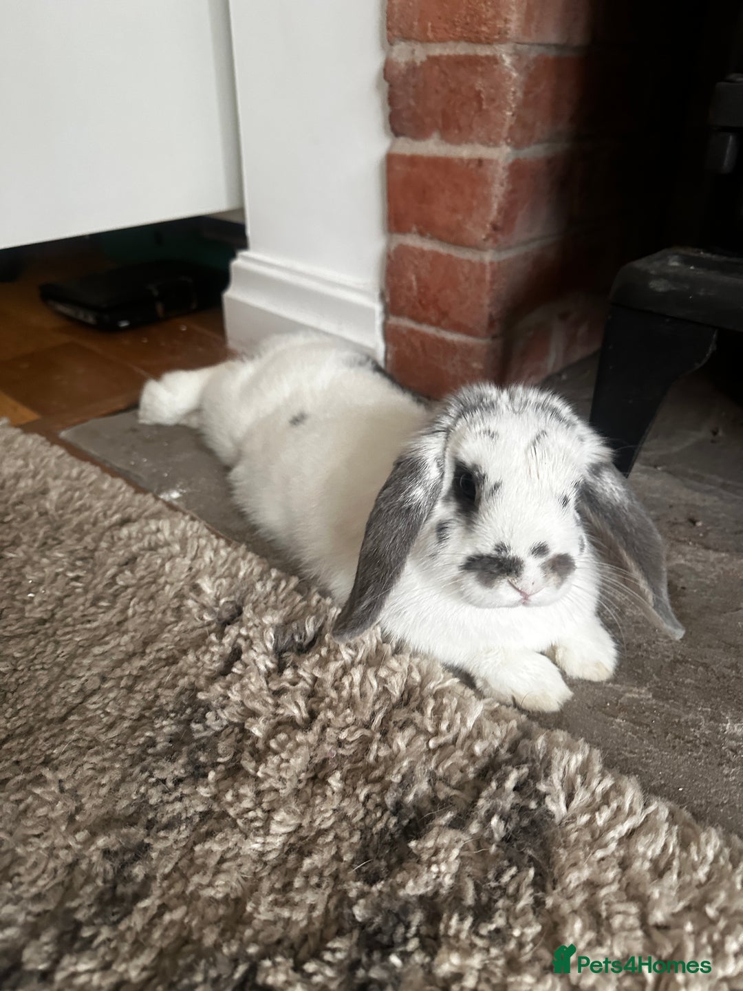 Mini Lop rabbits for sale: Female mini lop - Image 4