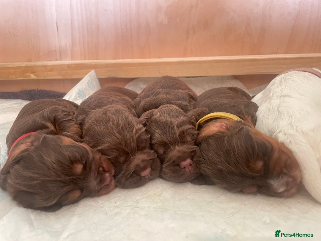 Cocker Spaniel dogs for sale: Gorgeous Working Cocker Spaniel Puppies  - Image 17