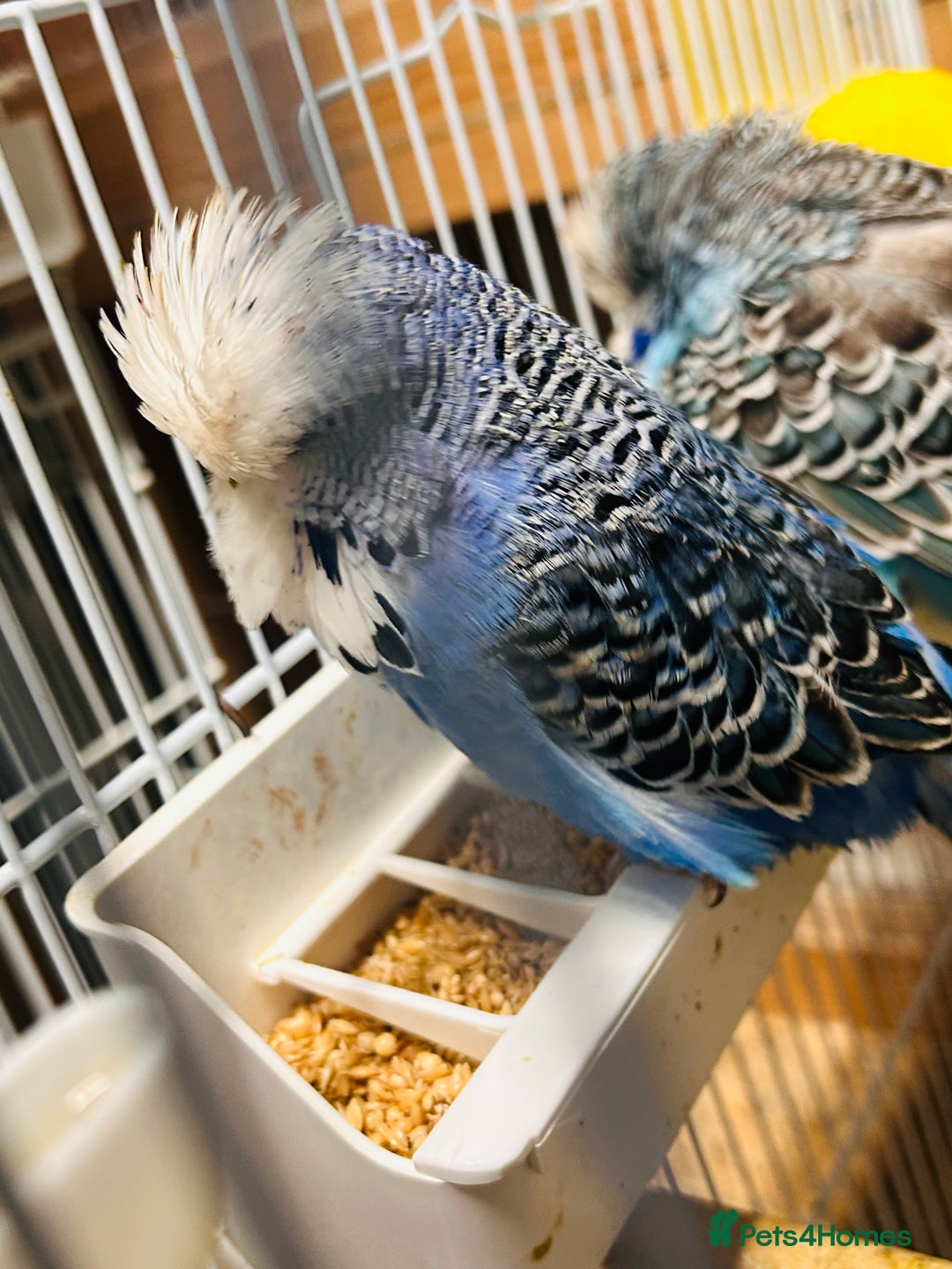 Budgerigars birds for sale: Various colour/ages budgies for sale  - Advert 8