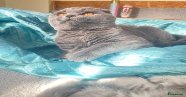 Scottish Fold cats - Advert 8