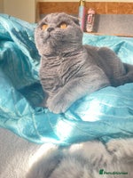 Scottish Fold cats - Advert 1