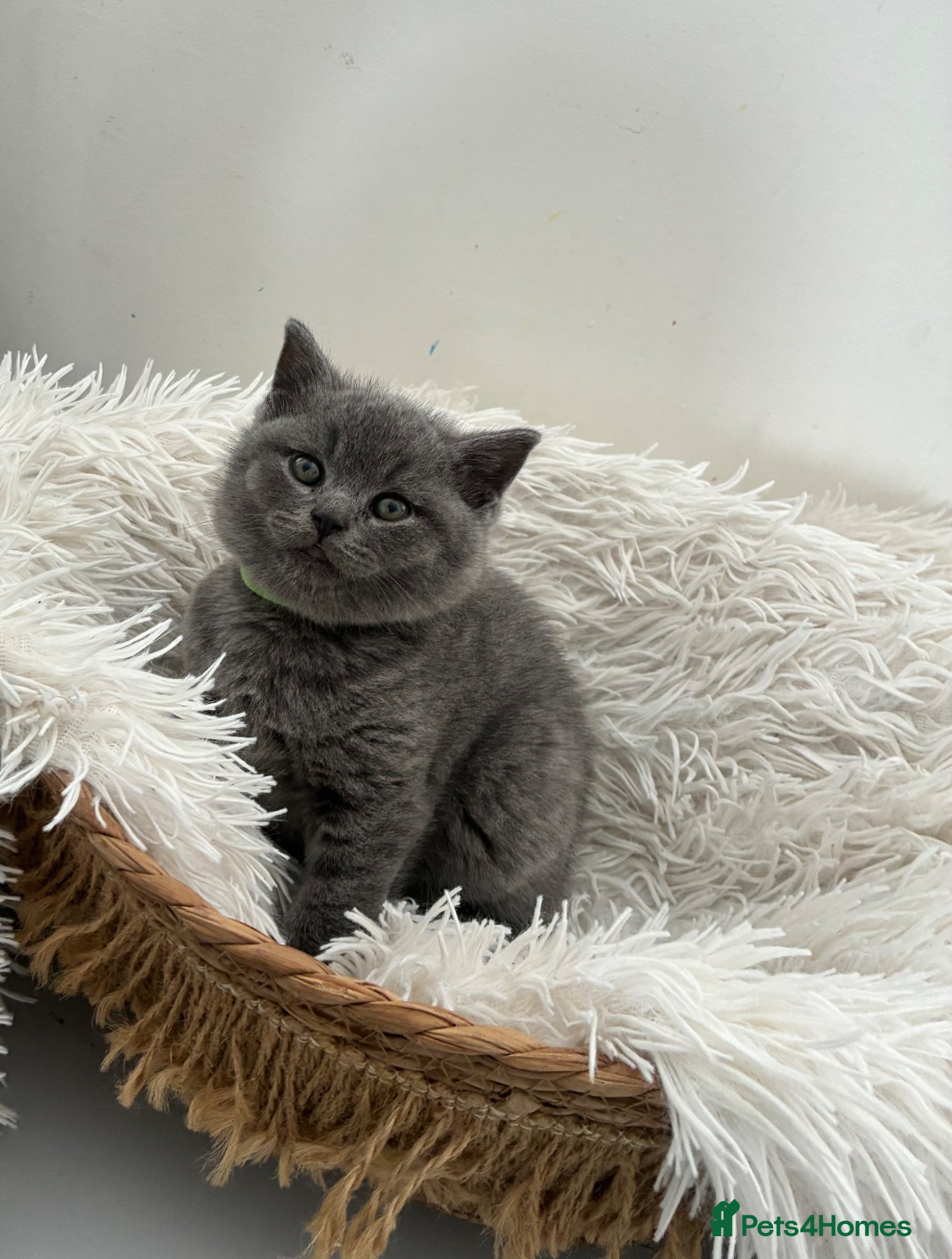 British Shorthair cats British Blue short hair Boy 💚 - Advert 1