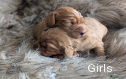 Cocker Spaniel dogs for sale: Deep Red Cocker Spaniel puppies for sale - Image 4