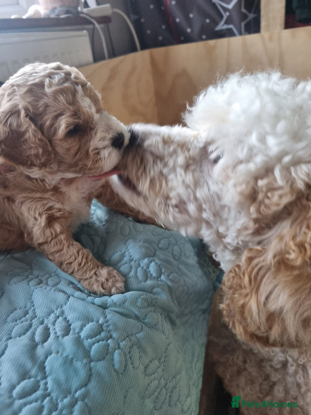Miniature Poodle dogs for sale: Championline Miniature Poodle exceptional puppy. - Advert 10