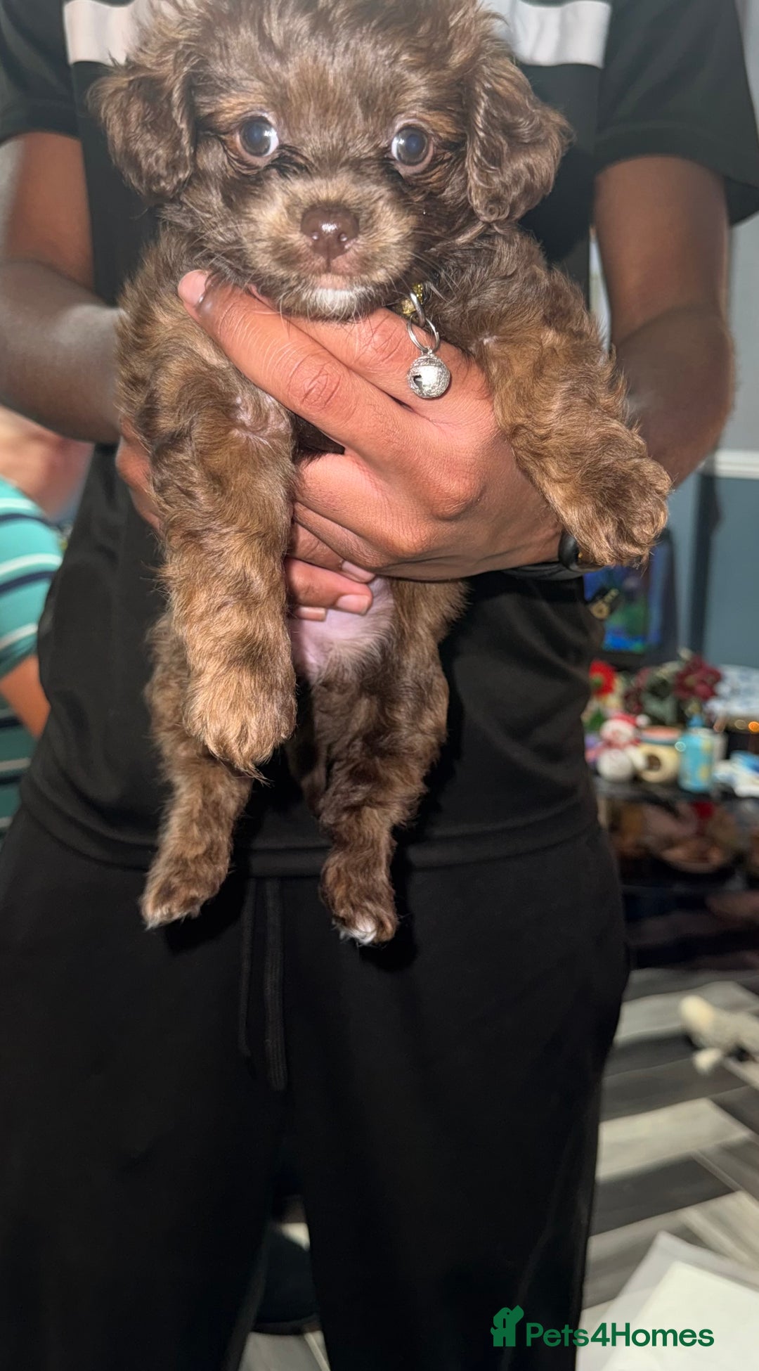 Mixed Breed dogs for sale: Cockapoo Mix Puppies - Advert 5