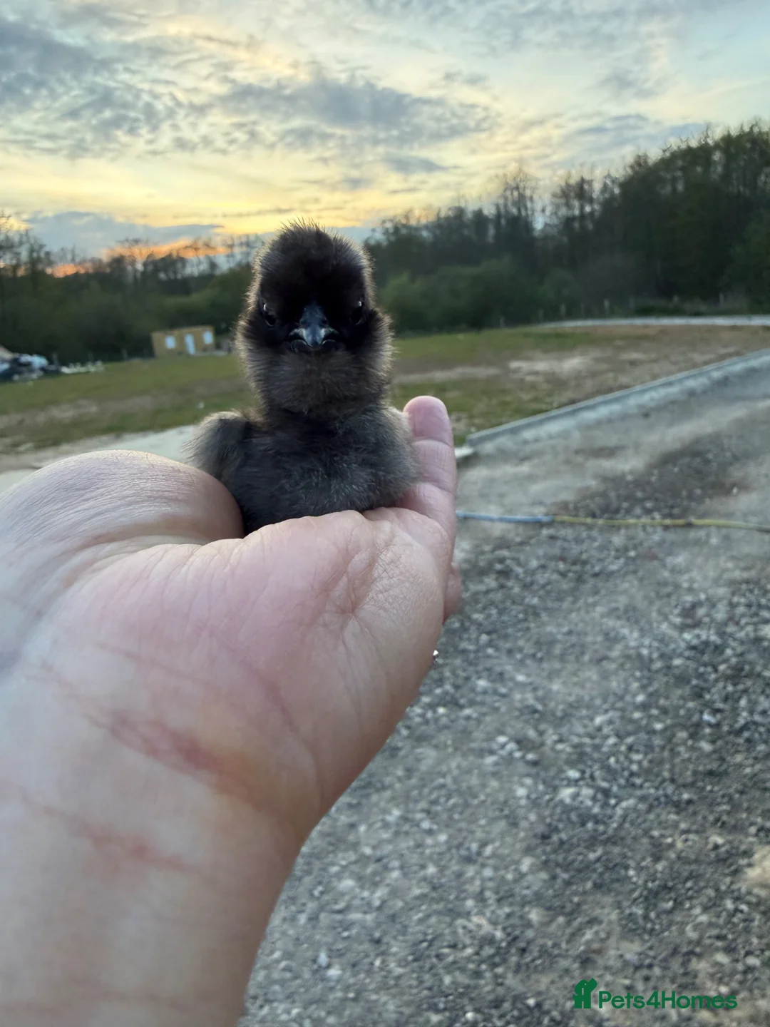 Chickens poultry for sale: UNSEXED SILKIE CHICKS - Advert 1
