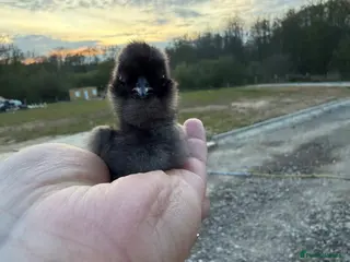 Chickens poultry UNSEXED SILKIE CHICKS - Advert 12