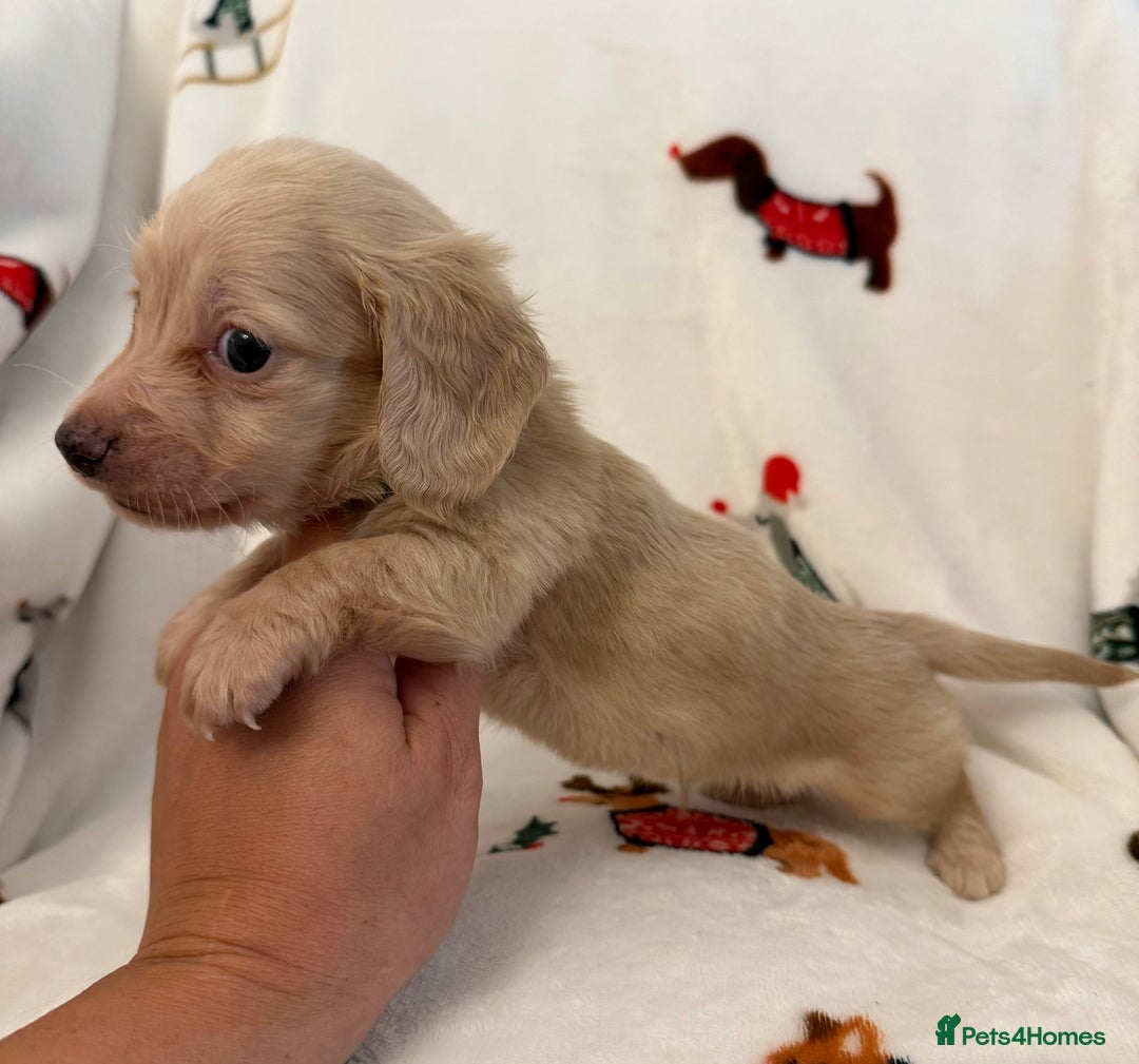 Miniature Dachshund dogs for sale: Beautiful Cream Longcoats Miniature Dachshund  - Advert 5