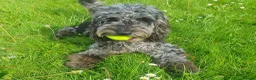 Cockapoo dogs for sale: Stunning F1b cockapoo Puppies in Winsford - Advert 3