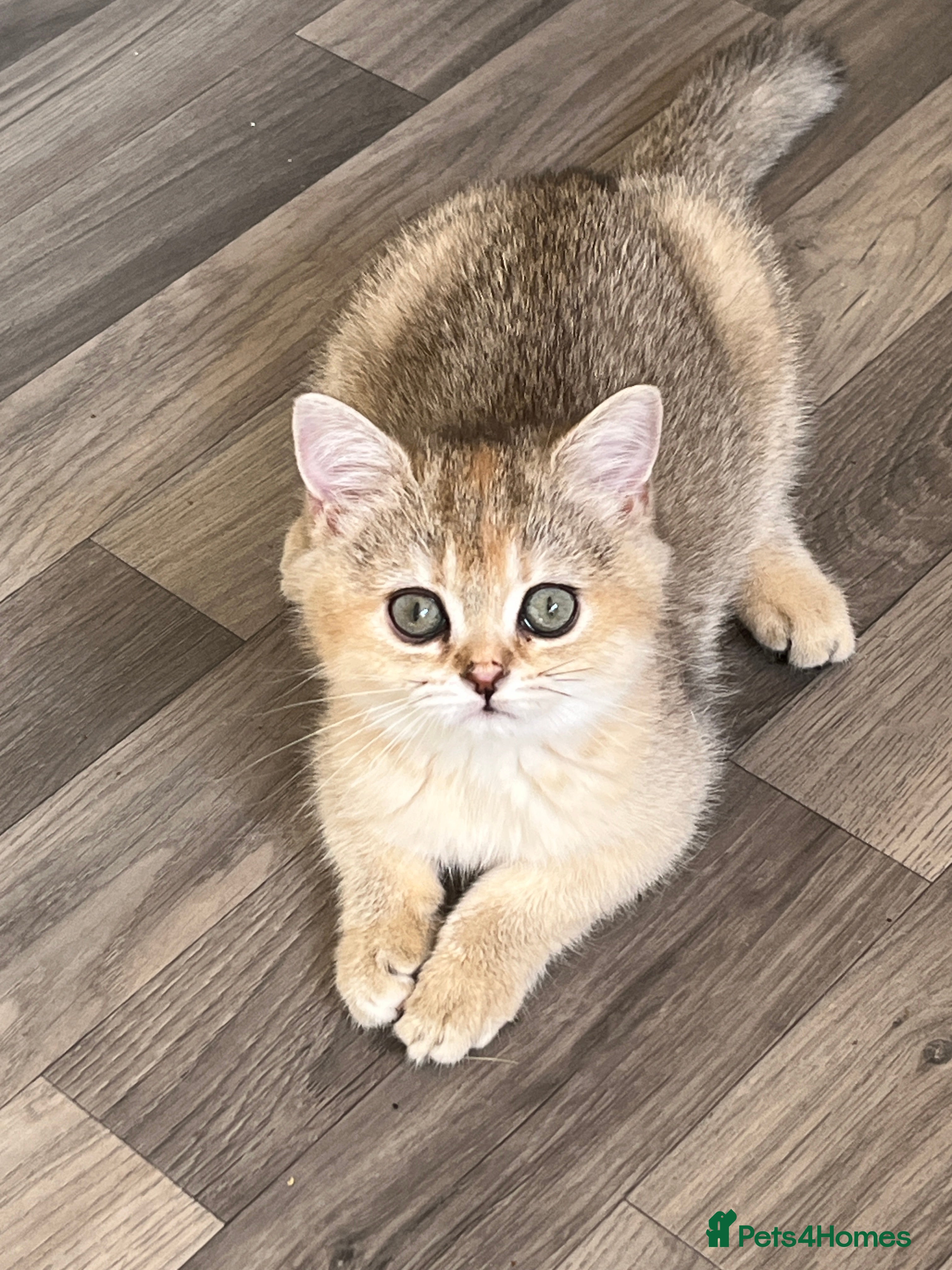 British Shorthair cats Silver and Golden Shaded British Shorthair - Advert 1
