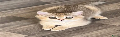 Female Tortoiseshell Golden British Shorthair